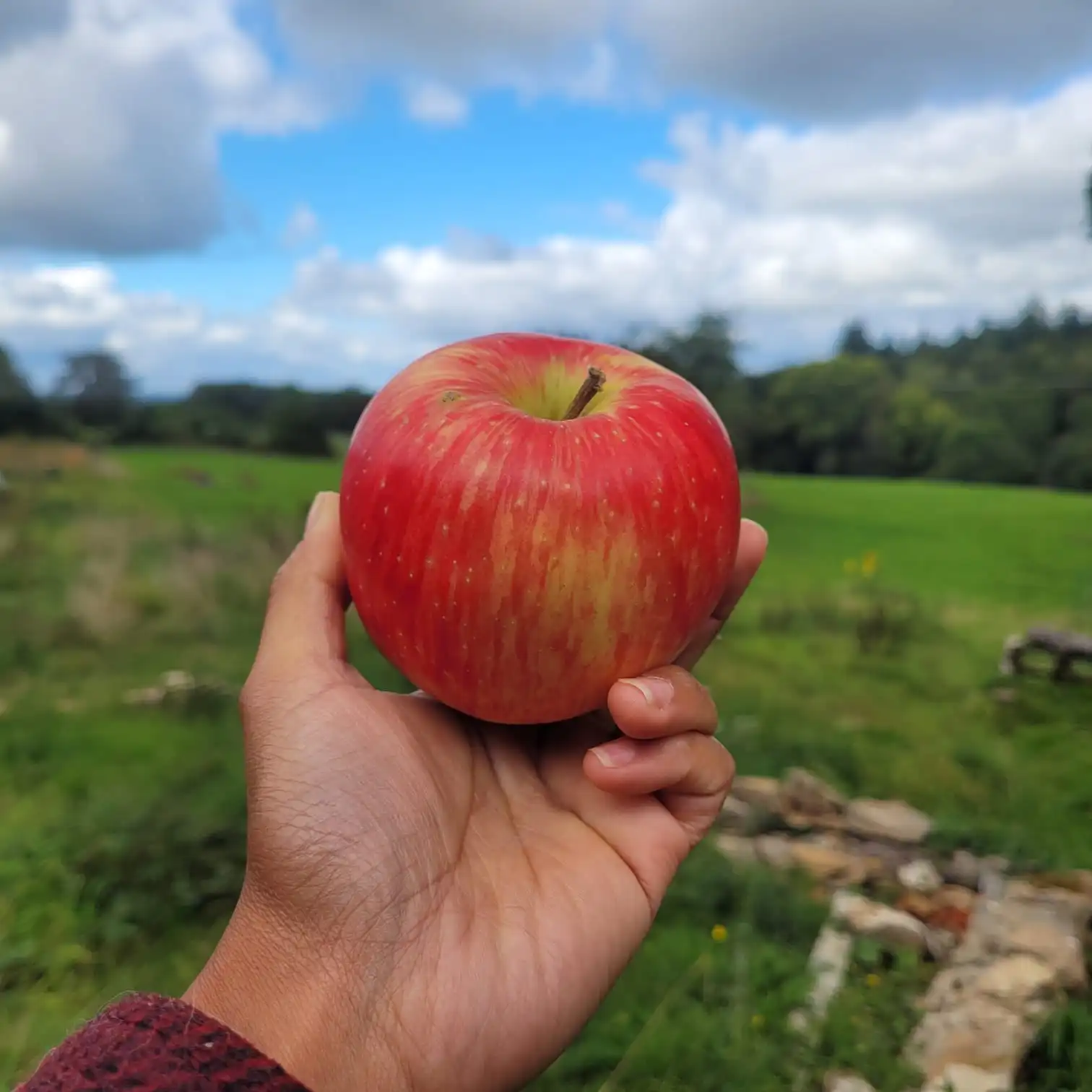 Pomme cybele