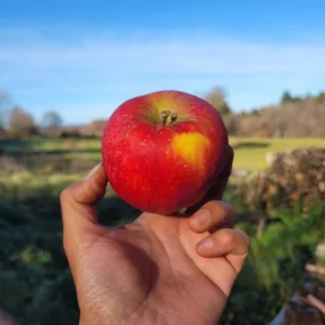 Pomme Pilot