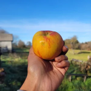 Pomme Pilot jaune striée rouge