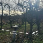 Interrang et rang pépinière fruitier La Ferme de Margaux
