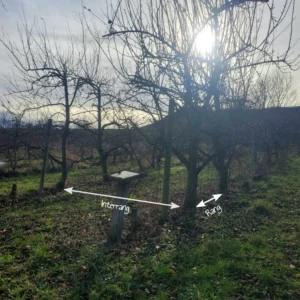 distance de plantation haie fruitiere pépinière fruitier La Ferme de Margaux