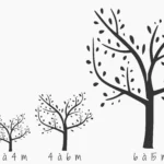 dessin vigueur arbre fruitier pépinière fruitier La Ferme de Margaux
