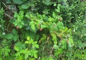 Framboise sauvage pépinière fruitier La Ferme de Margaux