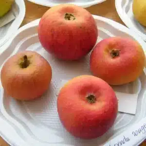 Pomme Court pendu rose