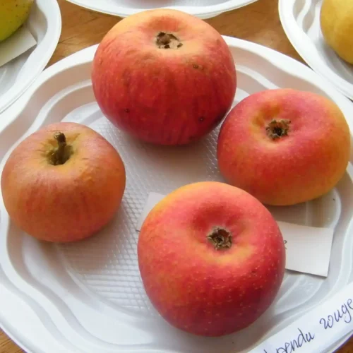 Pommier Court Pendu Rouge