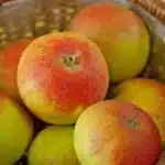 Pomme Alkmene