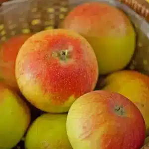 Pomme Alkmene