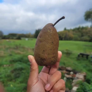 Poire