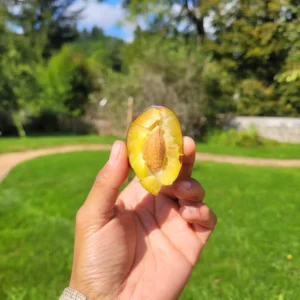 Prune Quetsche