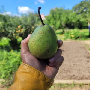 Poire Sucrée de Montluçon