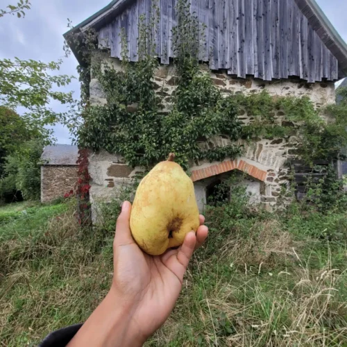 Poirier Marguerite Marillat