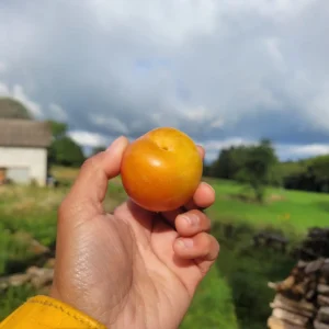 Prune Abricot TC Sun