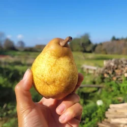 Poire