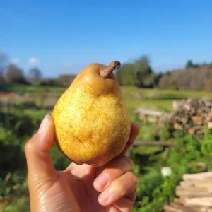 Poire
