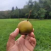 Poire Grise Notre Dame