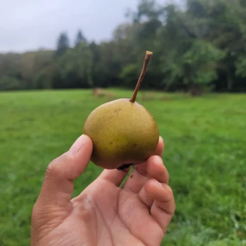 Poirier Grise Notre-Dame