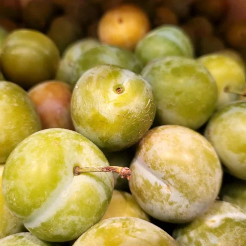 Prunier Reine Claude d&rsquo;Oullins