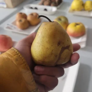 Poire Sucrée vert de Montluçon - Poirier Sucrée vert de Montluçon