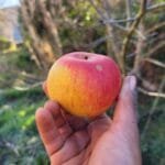 Pomme double belle fleur rouge