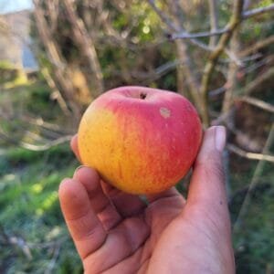 Pomme double belle fleur rouge