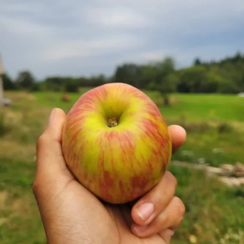 Pommier Gravenstein rouge