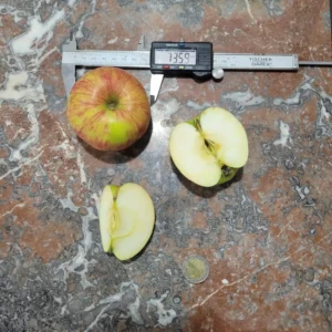 Pomme Gravenstein