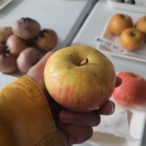 Belle fille de salins