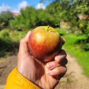 Pomme Colapuy