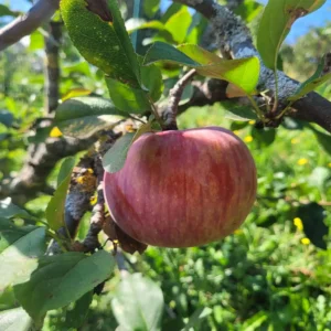 Pomme Grand Alexandre de Savoie