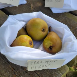 Poire Président Héron - La ferme de Margaux