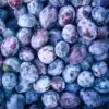 Prune Quetsche