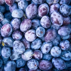 Prune Quetsche