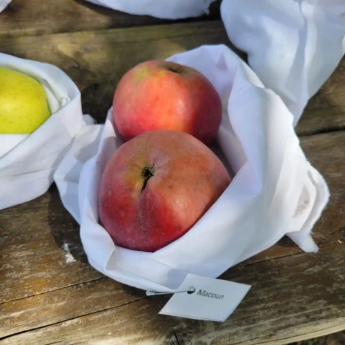 Pomme Macoun