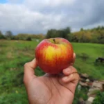 Pomme Rouge d'or