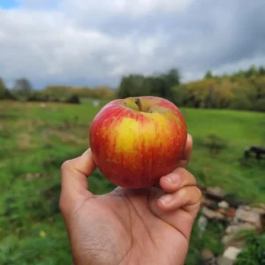 Pomme Rouge d'or