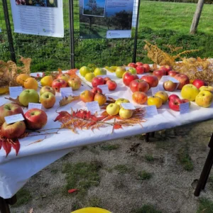 pomme variété ancienne