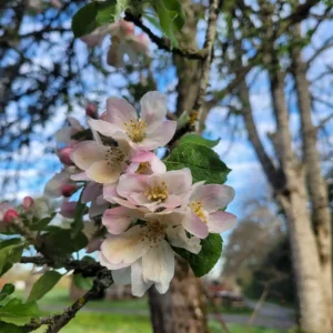 Floraison arbres fruitiers bio