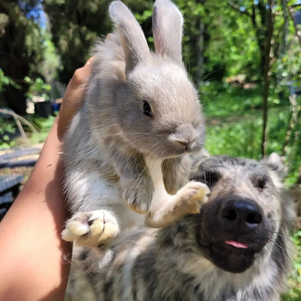 Lapin-chèvre