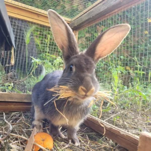 lapin-chèvre en train de faire un nid