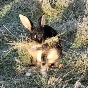 lapin-chèvre en train de faire un nid