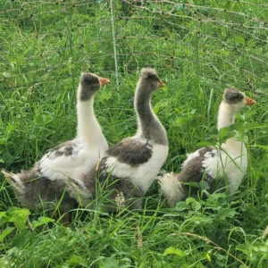 Oie du tarn