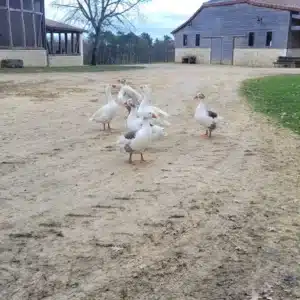 Oie normande