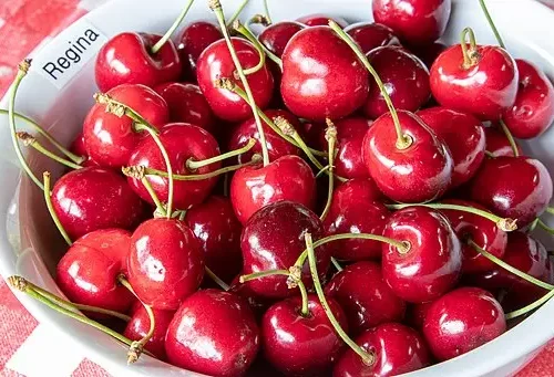 Cerisier Regina