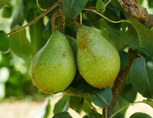 Poirier Comtesse de Paris