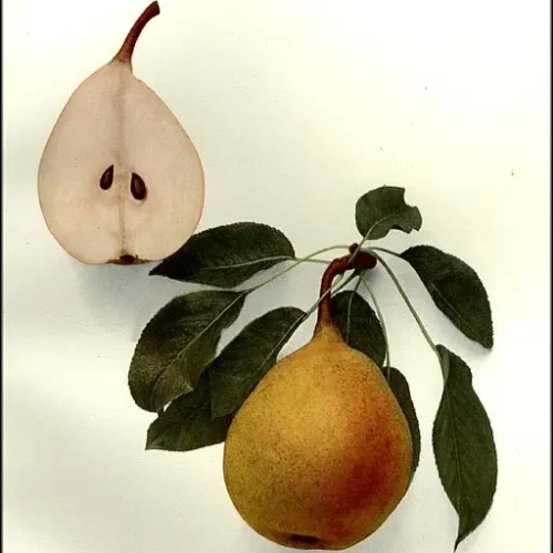 poire beurré superfin