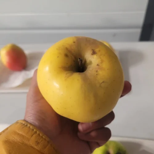 Pommier Blanche de Biozat