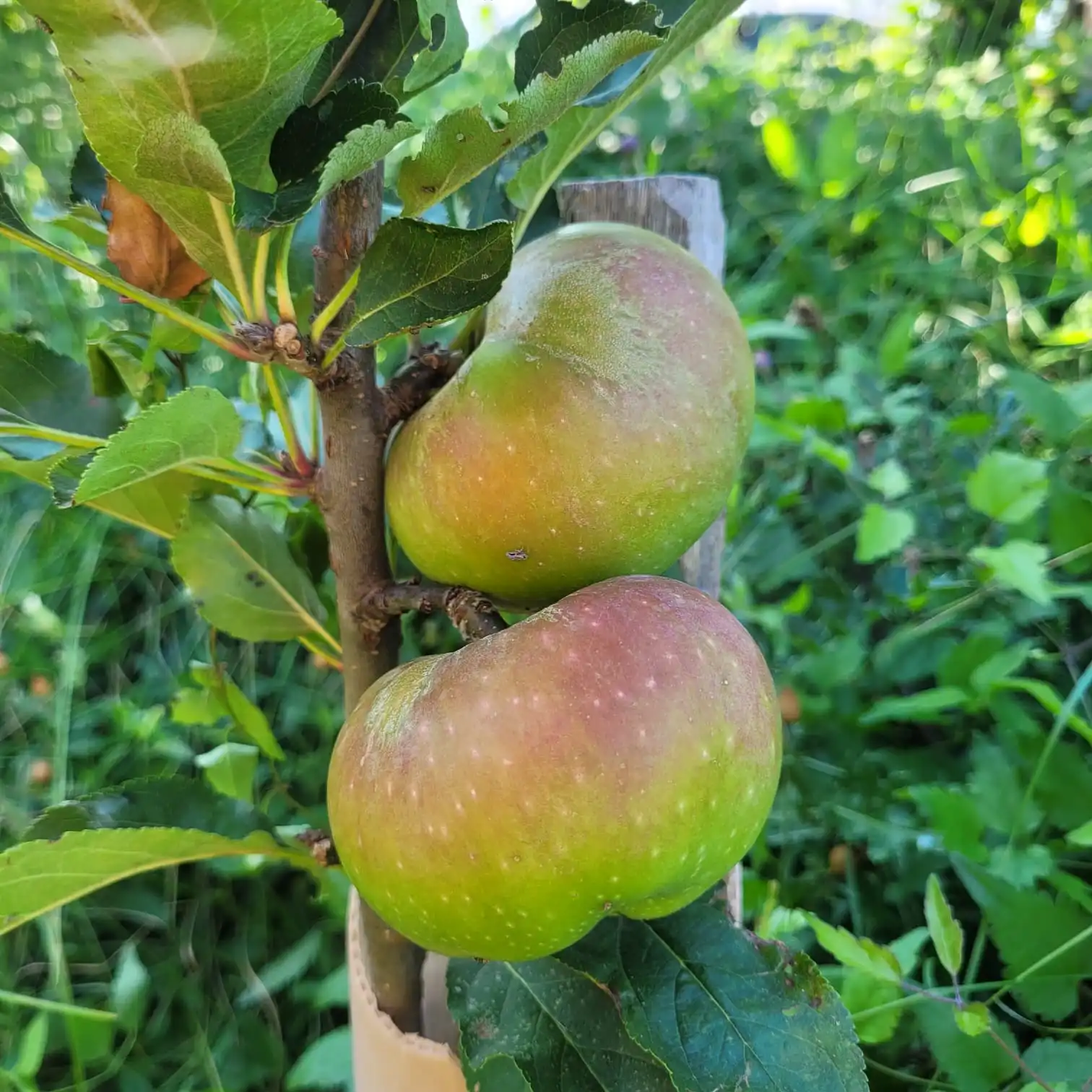 Pomme Feuilloux - pommier feuilloux