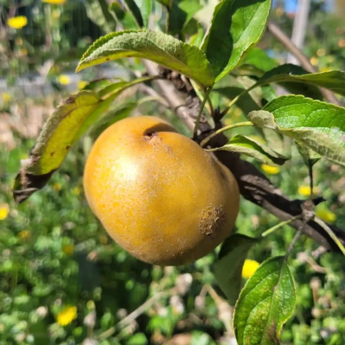 Pommier Reinette dorée de Billom