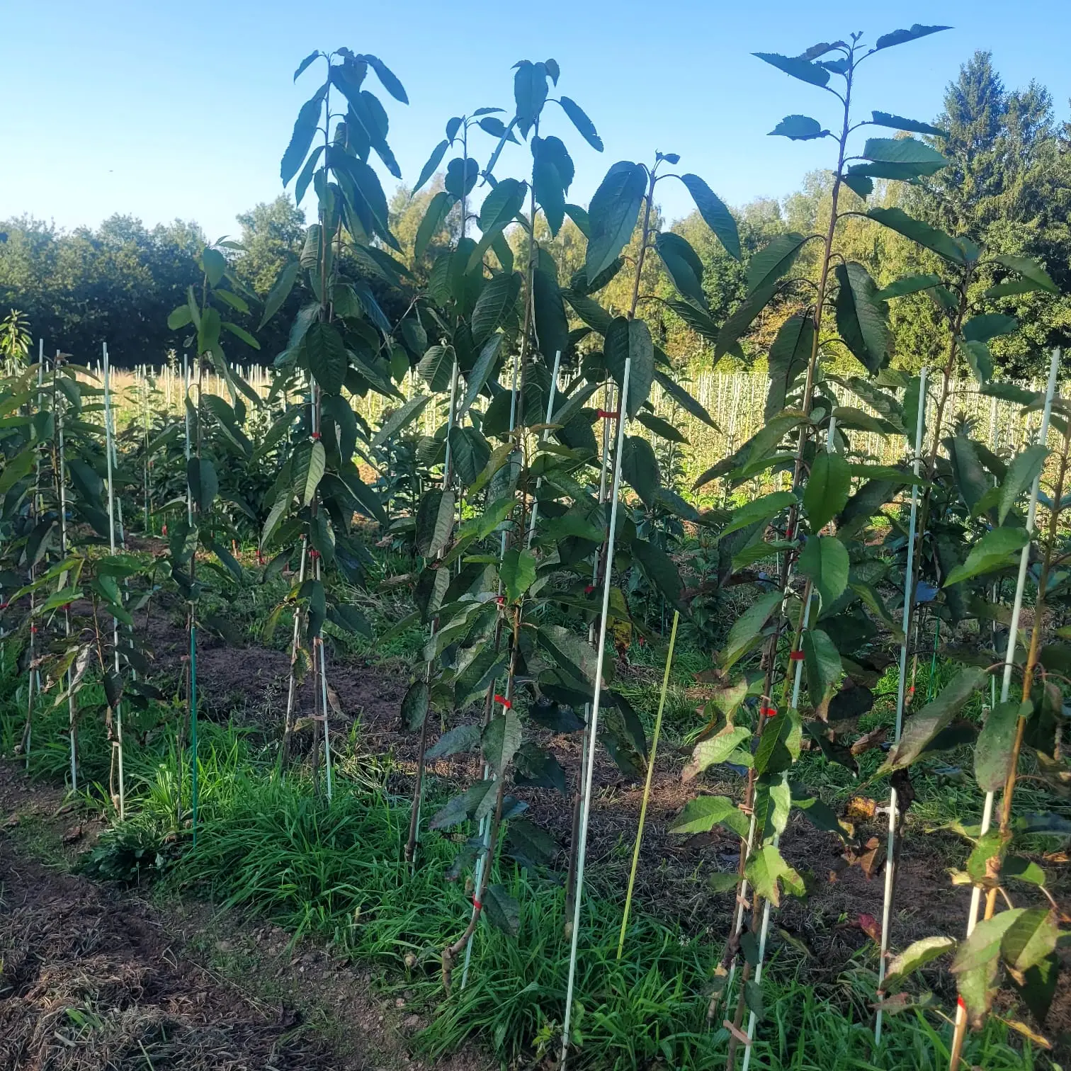 scion cerisier bio - scions cerisiers bio