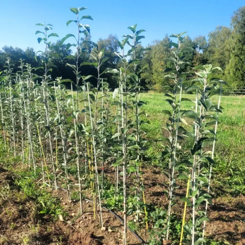 Pommier Gueule de mouton